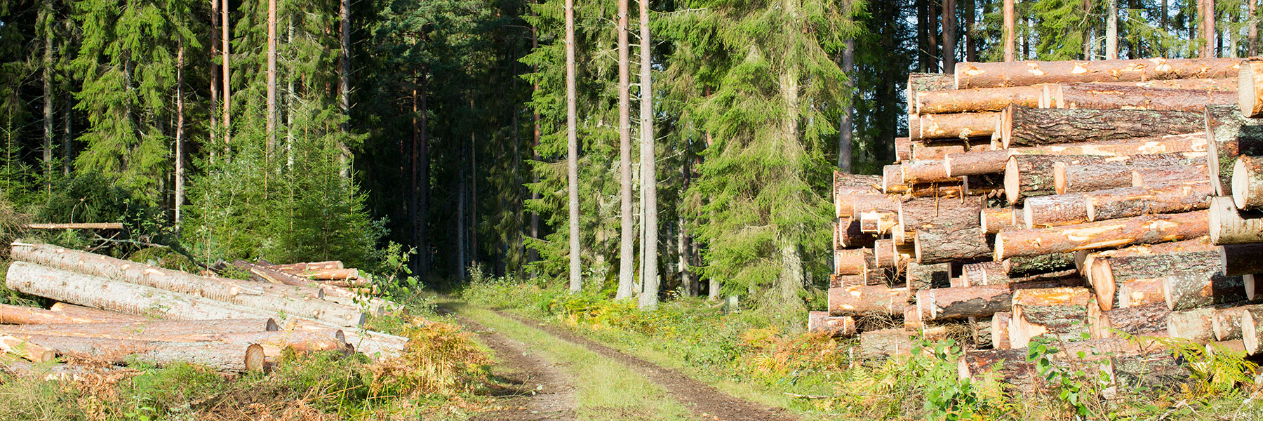 Selling forest and wood