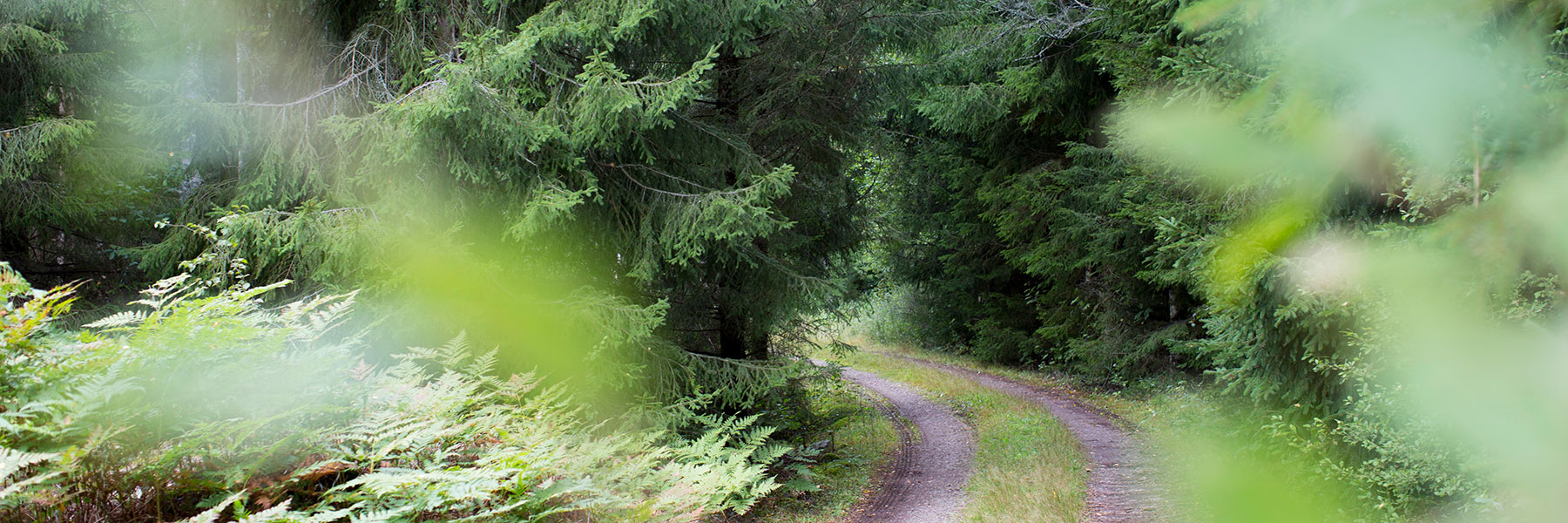 Vad händer med skogen och klimatet