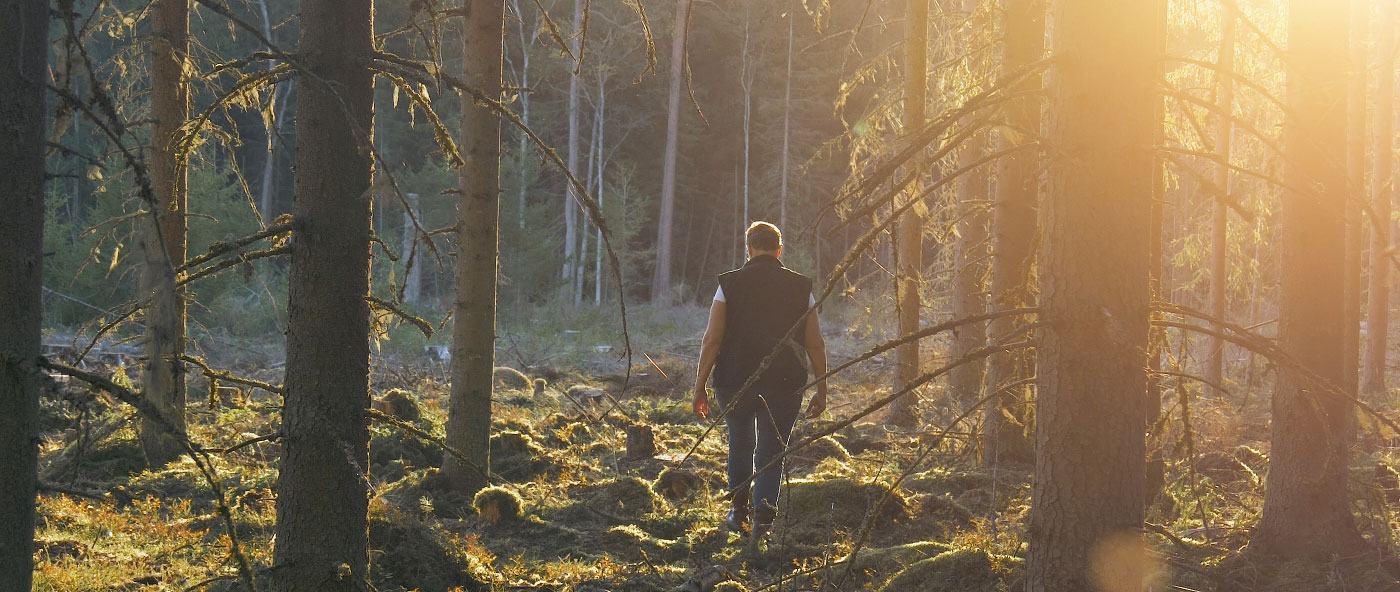 Om Vida Skog