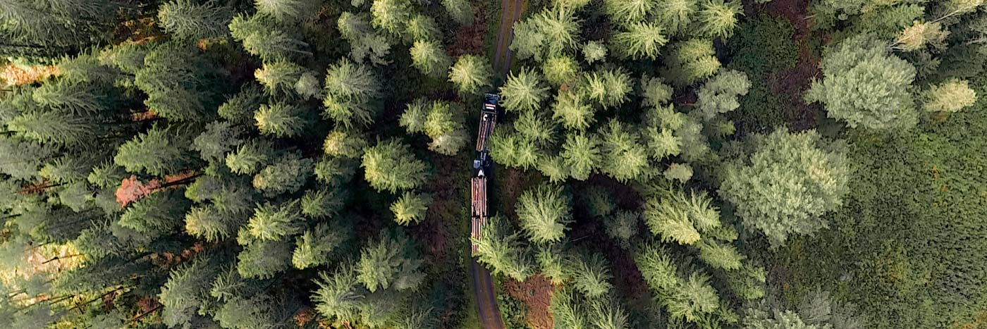 Skog för en hållbar framtid