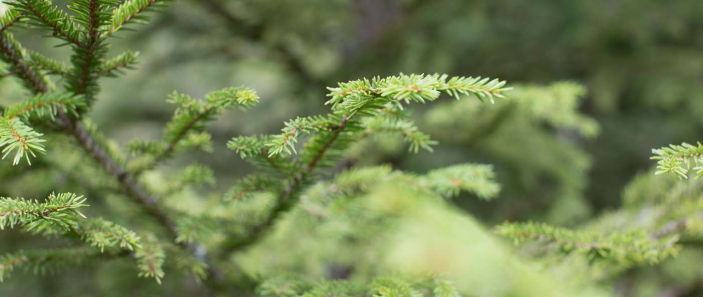 Forest landowners