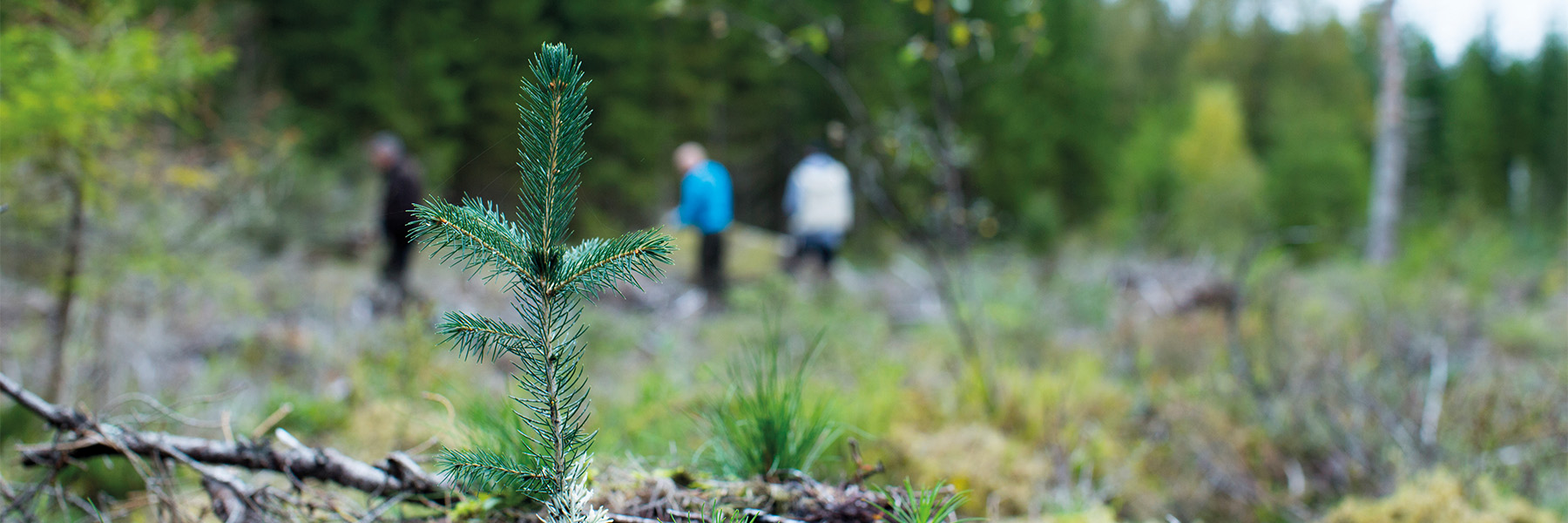 Hantering av plantor