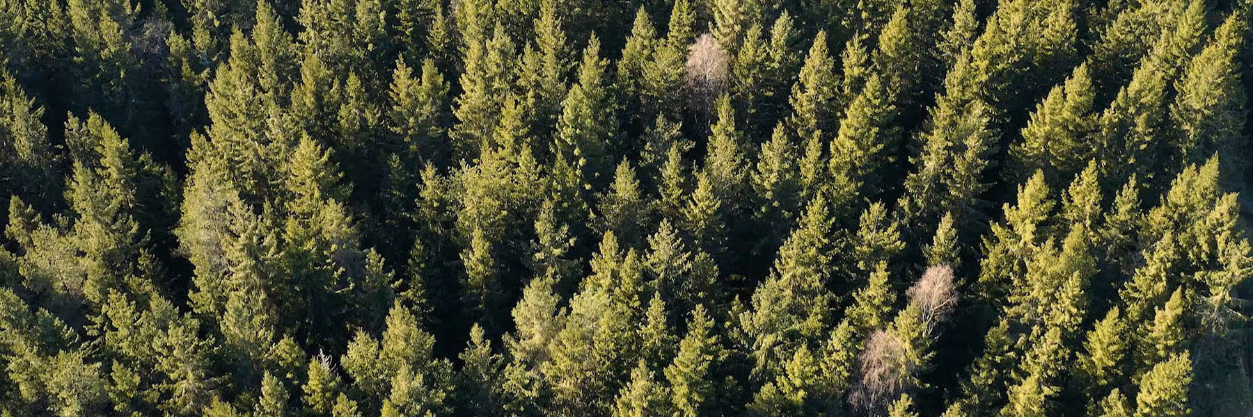 Skogforsk kompletterar med fakta till SVT:s ”Slaget om skogen”