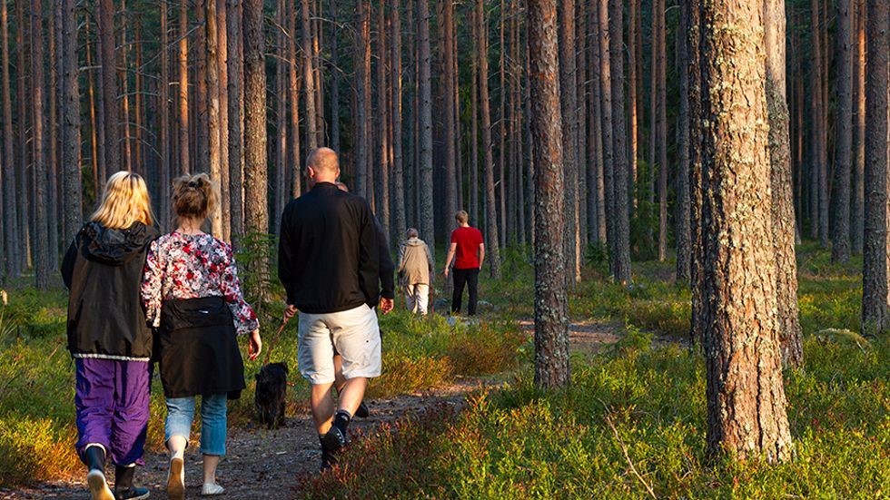 Så länge växer skogen