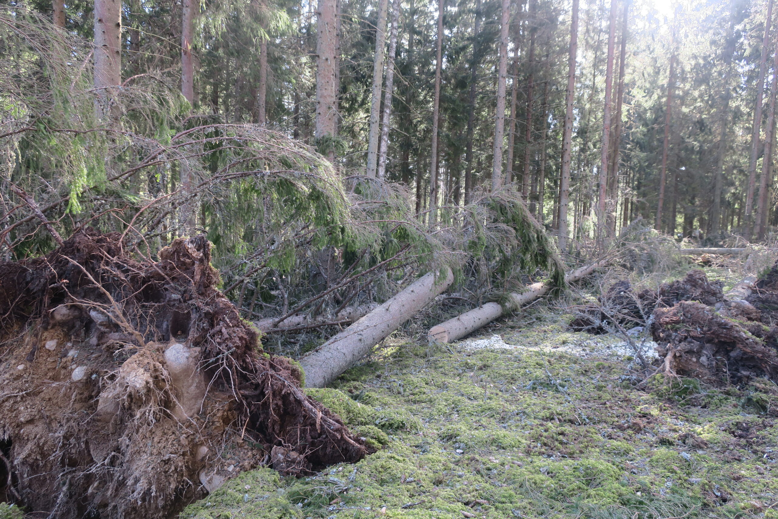 Att tänka på vid stormskadad skog