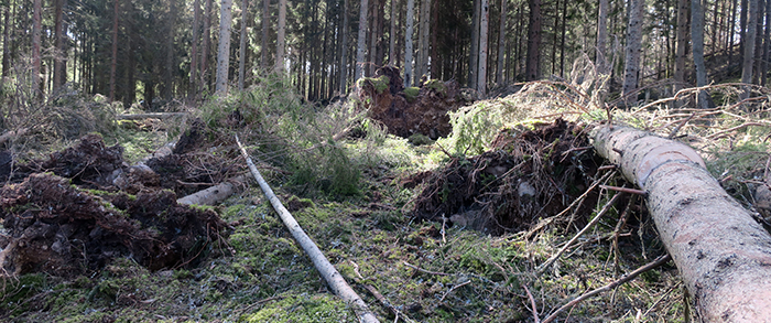 Lägesrapport av stormskador och toppbrott