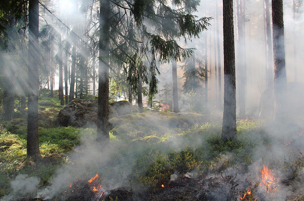 Hög brandrisk i skog och mark